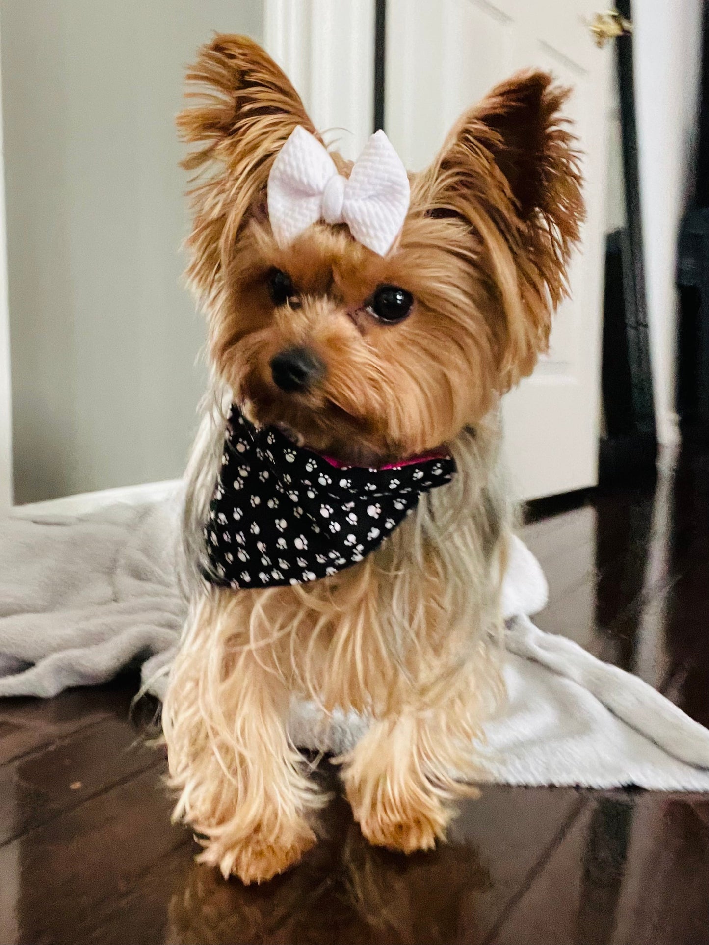 Pink Checkered Reversible Pet Bandanas *Optional Personalization