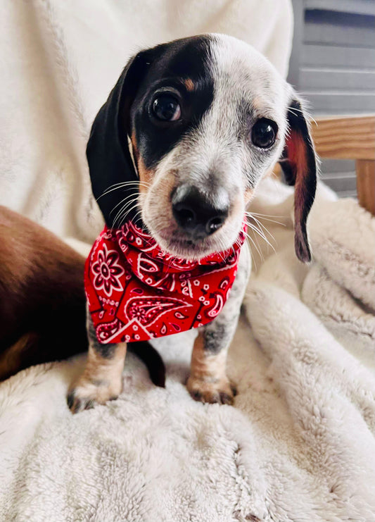 Red Bandana Print Reversible Pet Bandana *Optional Personalization