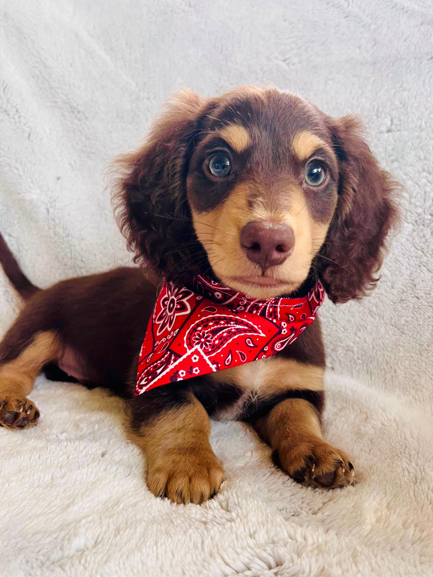 Red Bandana Print Reversible Pet Bandana *Optional Personalization